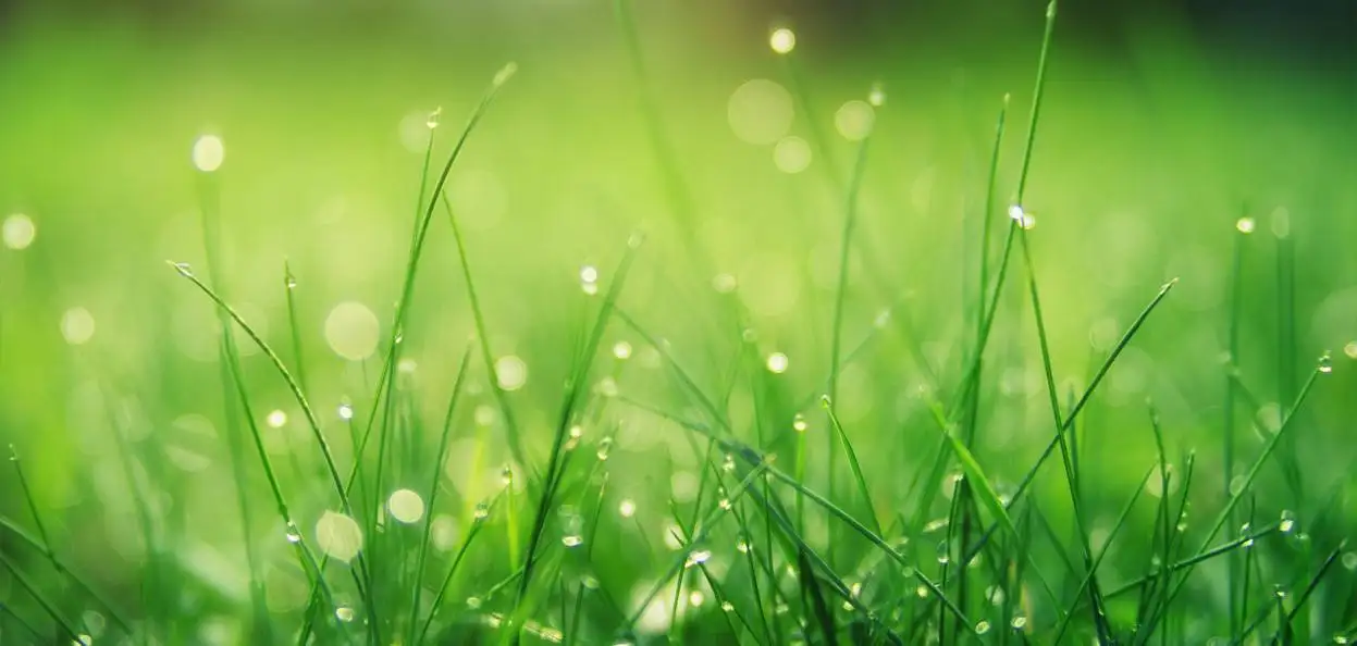 Healthy Lawn