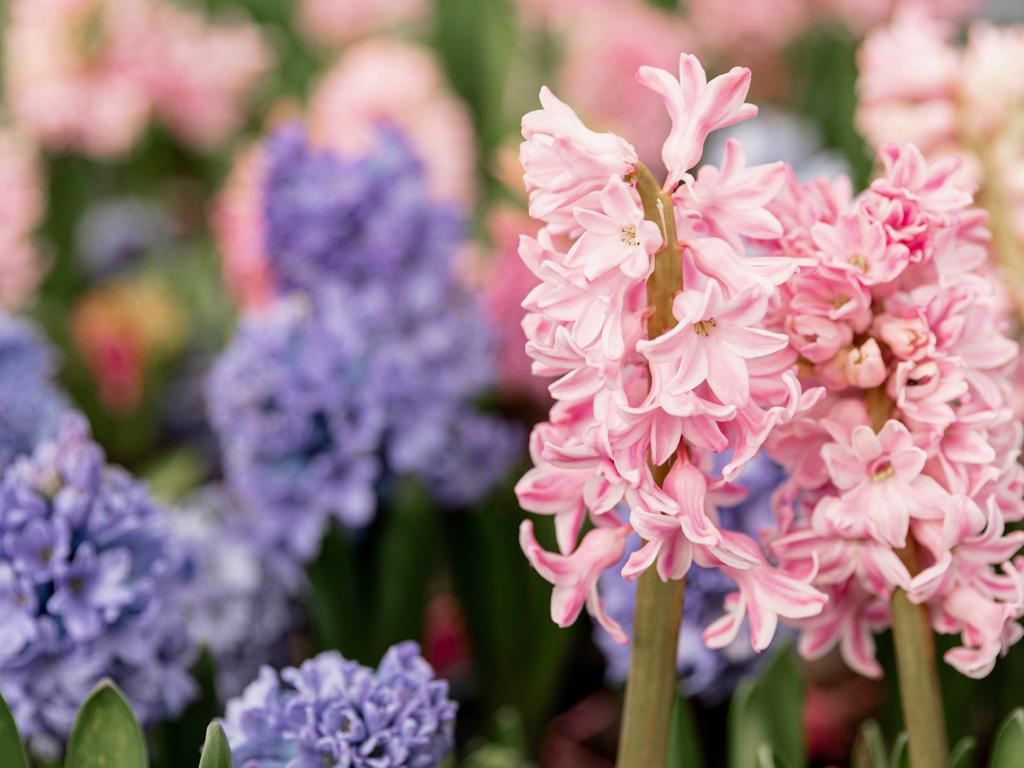 Hyacinth - a favourite fall planted, spring flowering bulb.