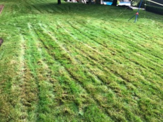 A lawn cut too short revealing the thatch.