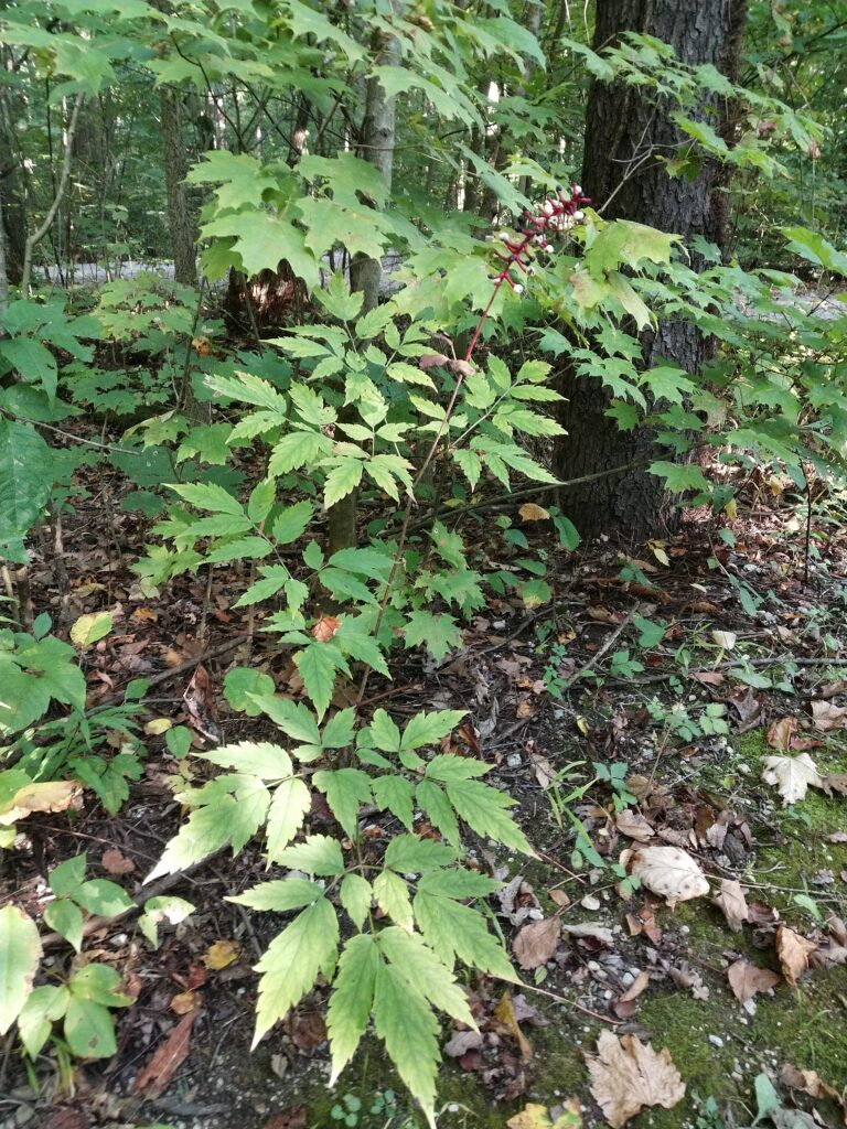 Actaea pachypoda-Dolls eyes - Wheatley Provincial Park