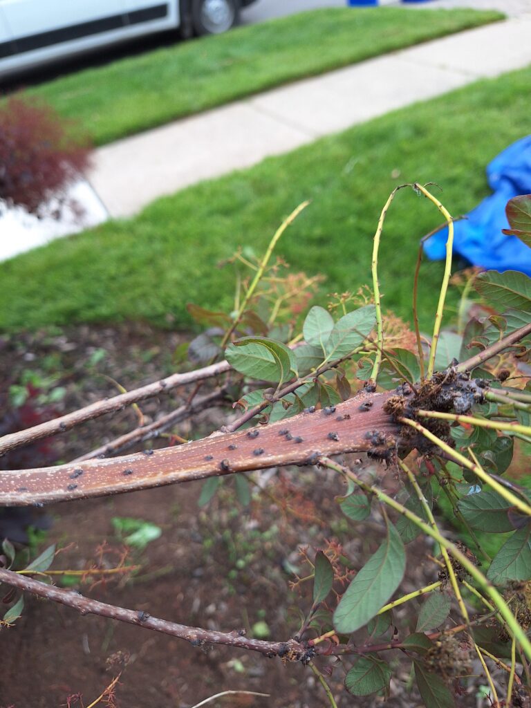 Fasciation on Cotinus coggygria showing flattened ribbon-like stem