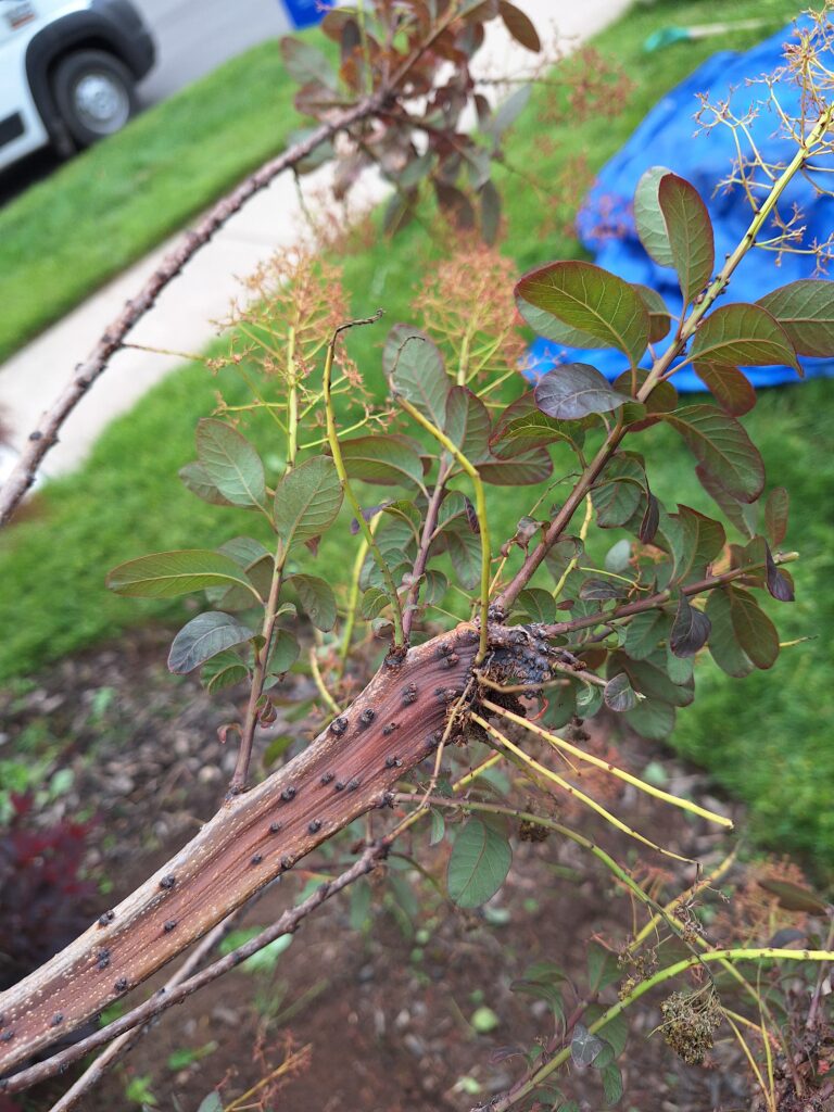 Fasciation on Cotinus coggygria showing flattened ribbon-like stem