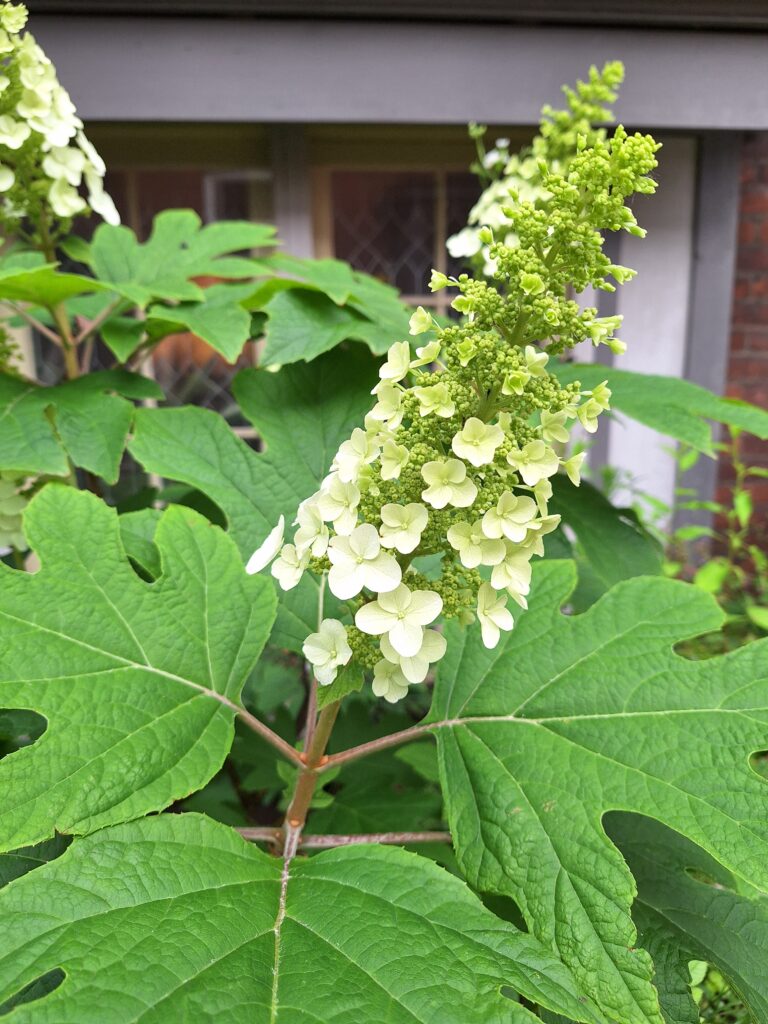 This Hydrangea querquifolia - Oakleaf Hydrangea - is a native beauty suited to a part shade location.