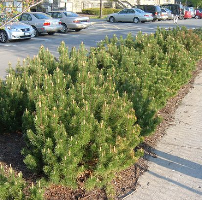 110_05_11 Pinus mugo 3