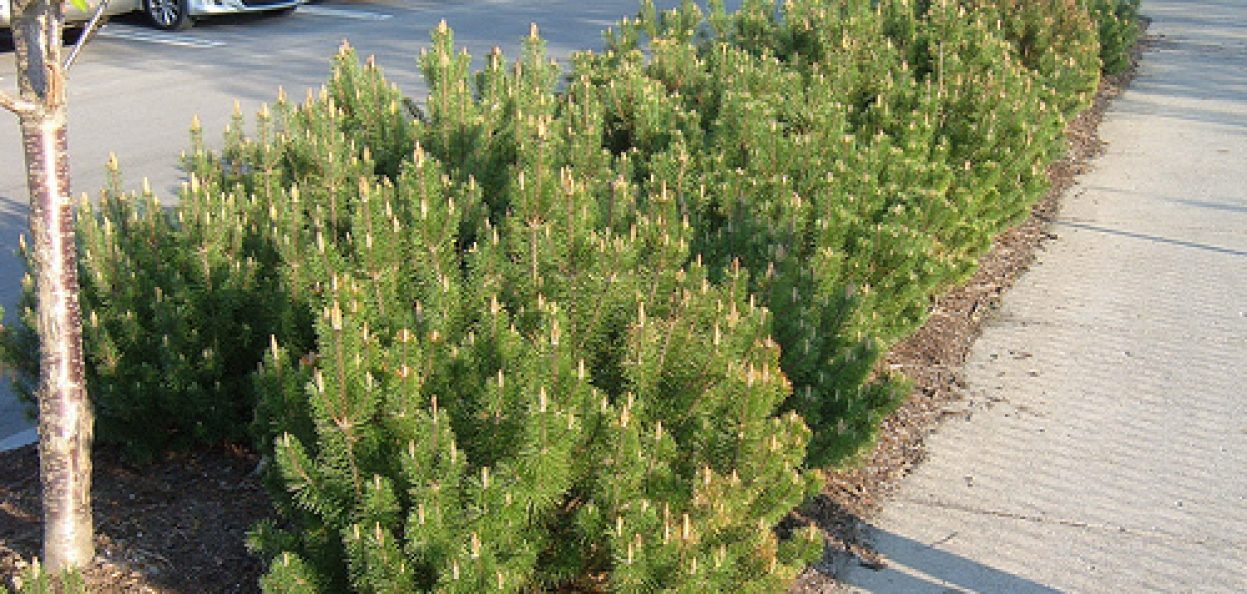 110_05_11 Pinus mugo 3