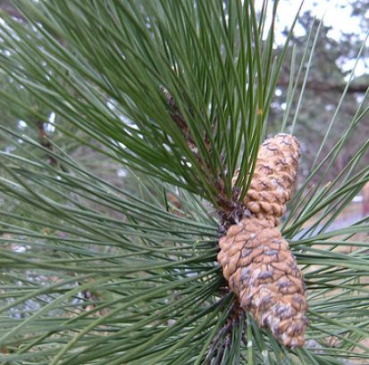 110_5_01 Pinus nigra 4