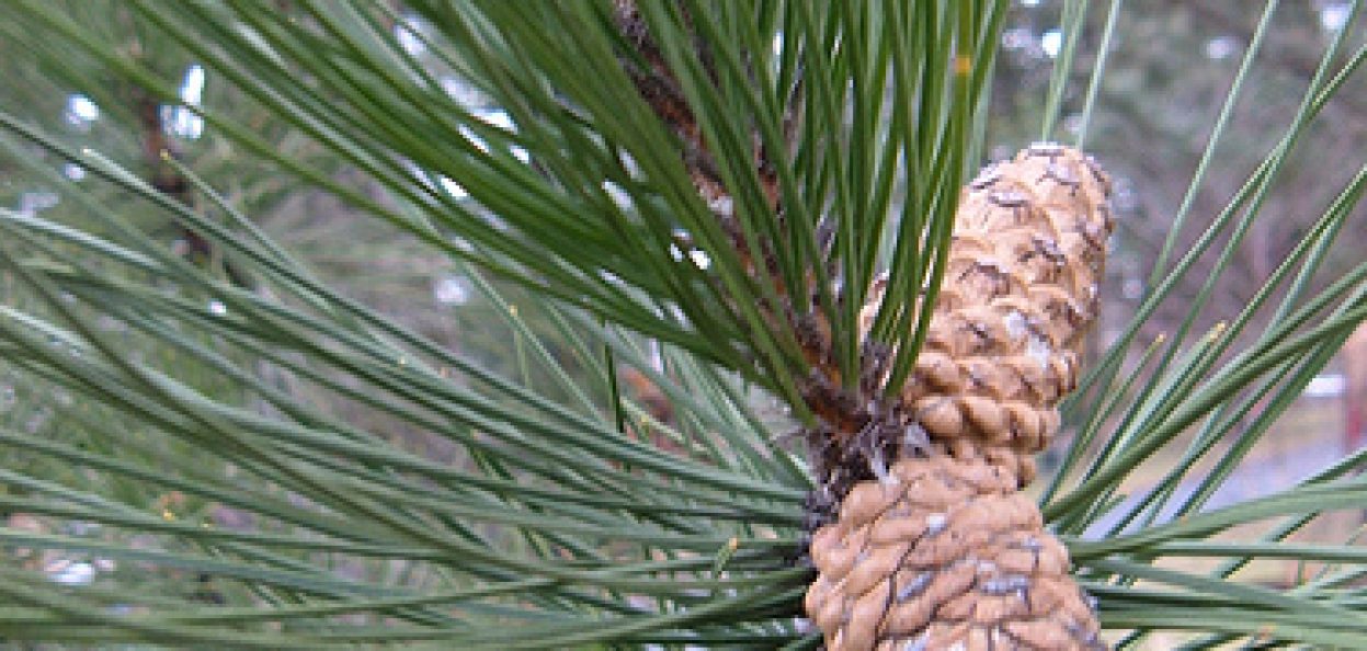 110_5_01 Pinus nigra 4