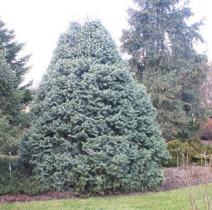 Abies concolor
