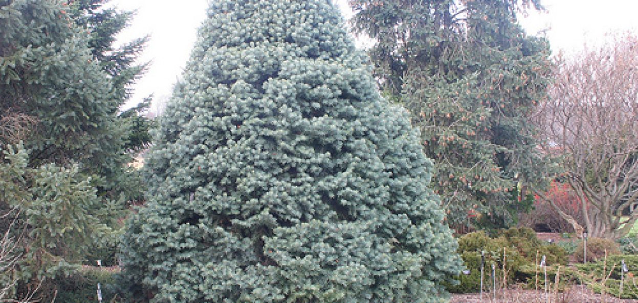 Abies concolor