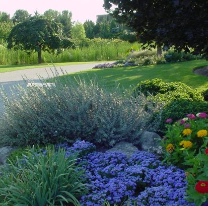 Salix purpurea 'Nana' - a nice accent plant in this garden at Humber College, in the Humber Arboretum.
