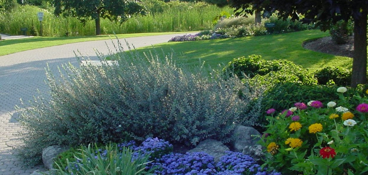 Salix purpurea 'Nana' - a nice accent plant in this garden at Humber College, in the Humber Arboretum.