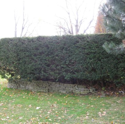 Taxus cuspidata 'Capitata' Hedge