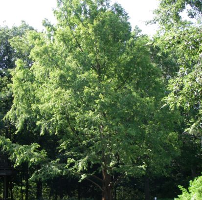 Metasequoia glyptostroboides