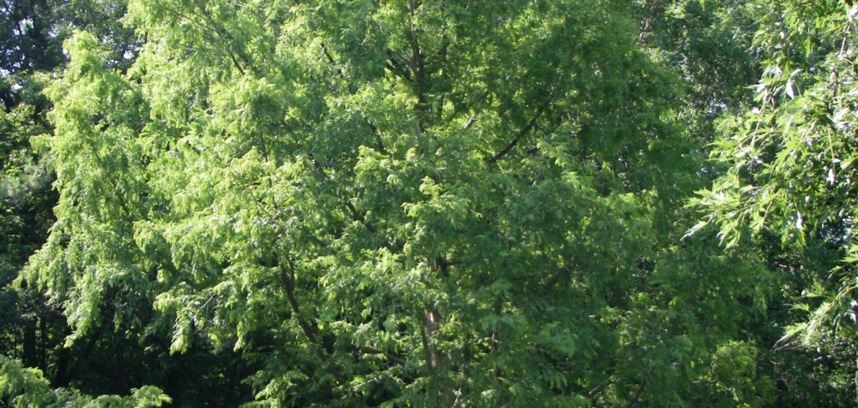 Metasequoia glyptostroboides