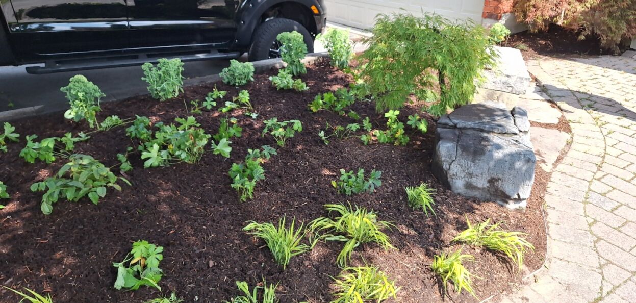 The finished garden planting.