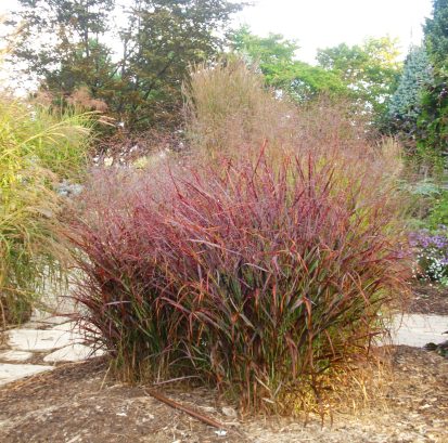 Another "nativ-ar" Panicum virgatum 'Rotstrahlbusch' - Red Switch Grass.