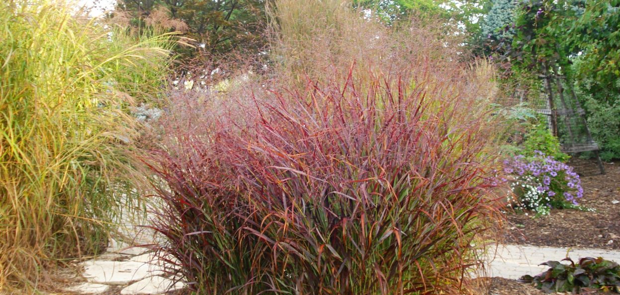 Another "nativ-ar" Panicum virgatum 'Rotstrahlbusch' - Red Switch Grass.