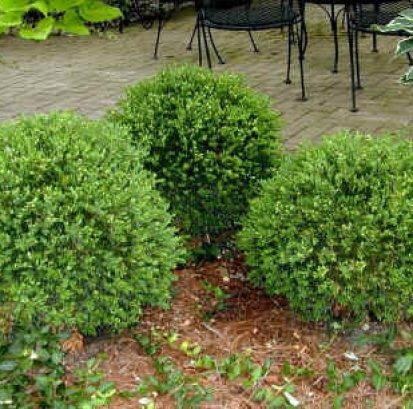 Boxwood