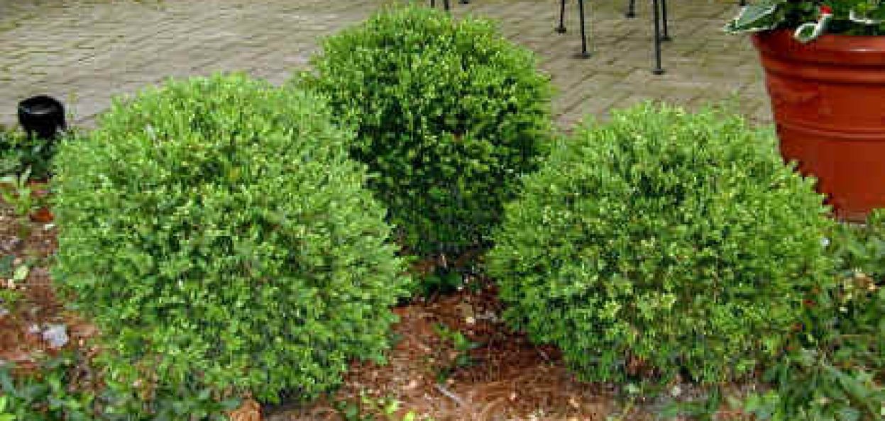 Boxwood