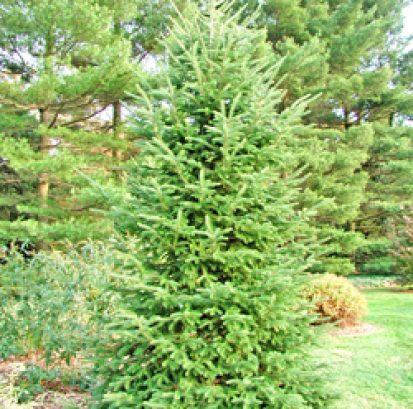 Abies balsamea