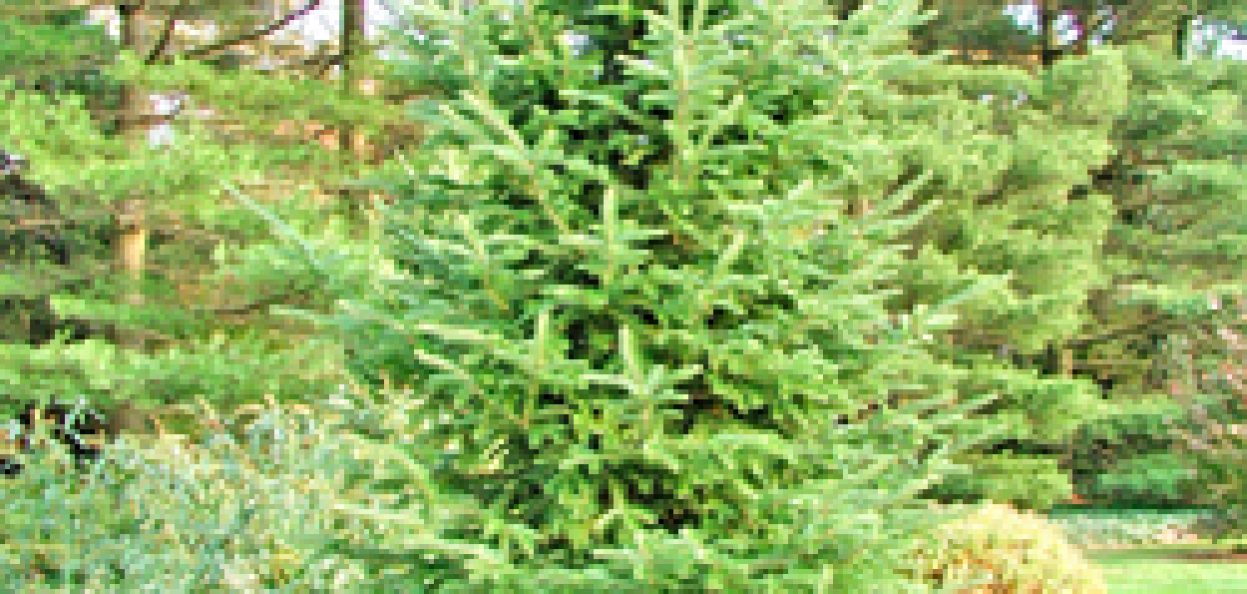 Abies balsamea