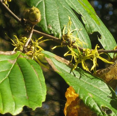 The name “Hamamelis” comes from Greek roots meaning “together with fruit,” referring to its unique habit of blooming while old fruit from the previous season is still on the plant as illustrated here.