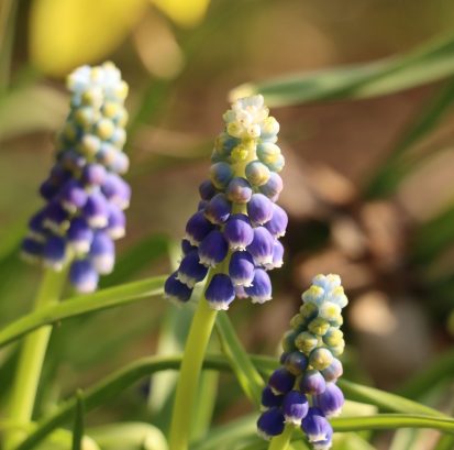 Muscari