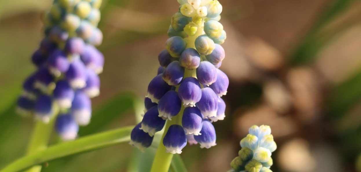 Muscari
