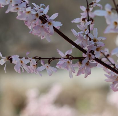 Delicate pink flowers.