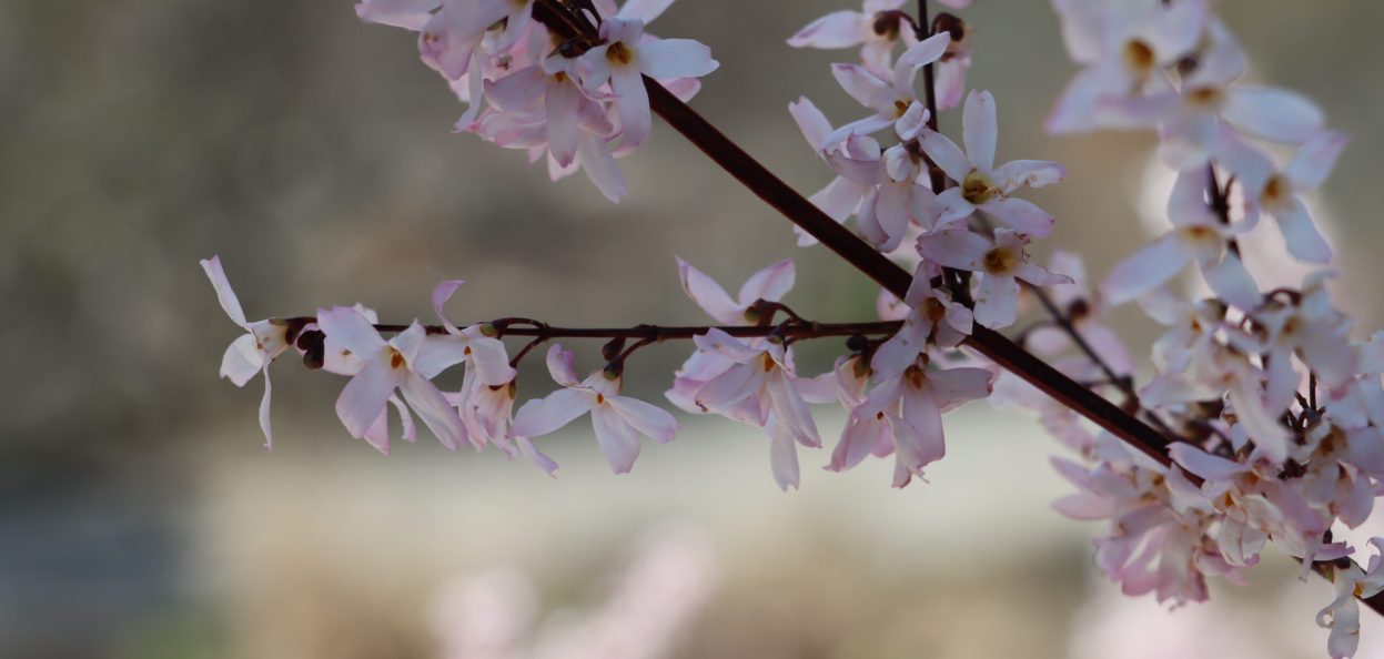 Delicate pink flowers.