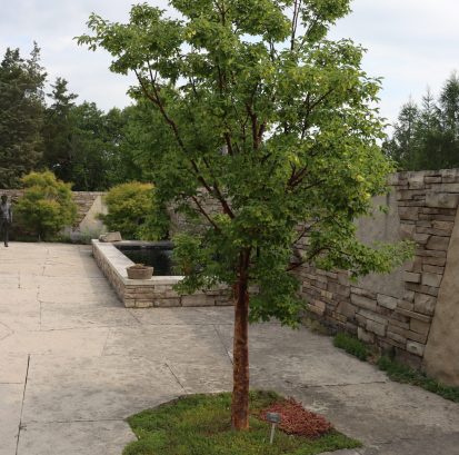 Acer griseum IMG_7184