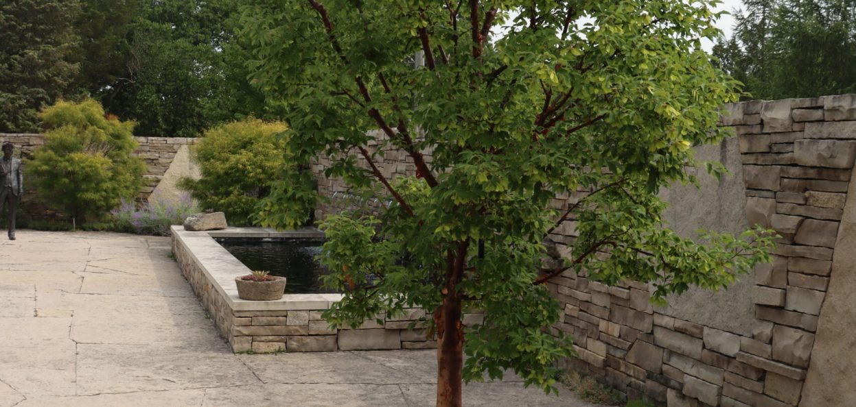 Acer griseum IMG_7184