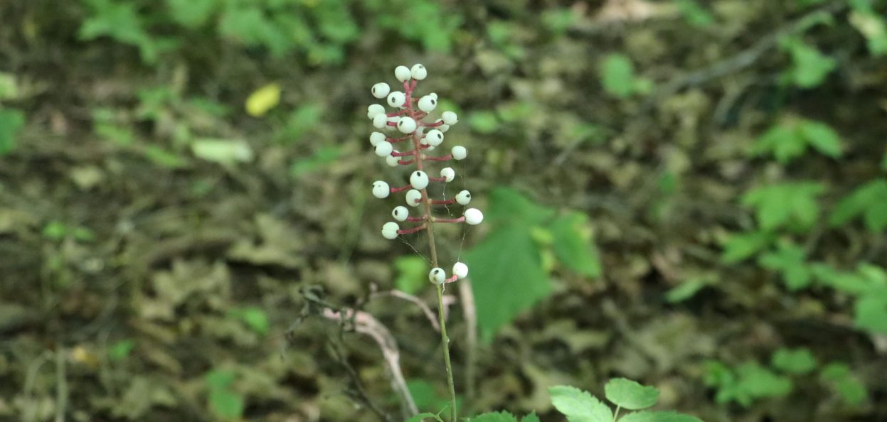 Actaea pachypoda-Dolls eyes - Wheatley Provincial Park
