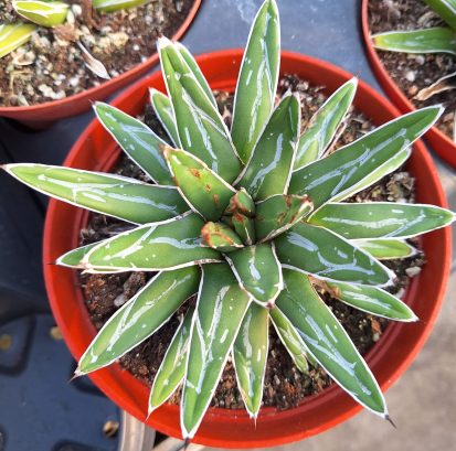 Agave victoriae reginae