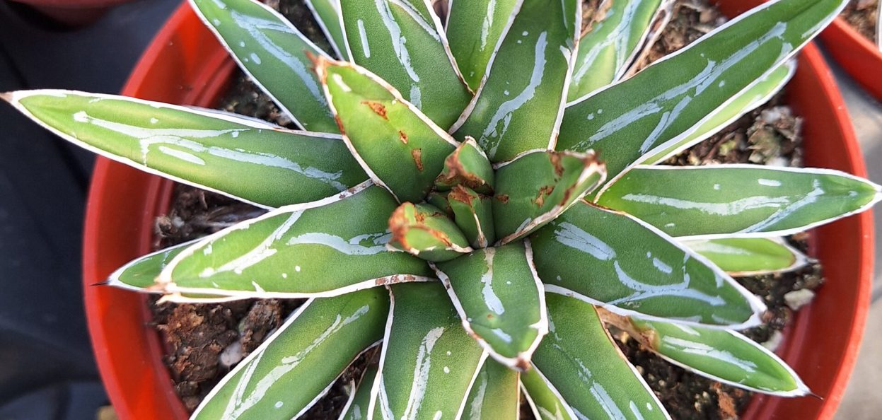 Agave victoriae reginae