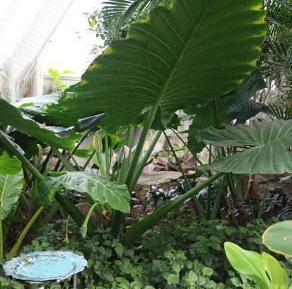 Alocasia macrorrhizos Giant Taro IMG_4280