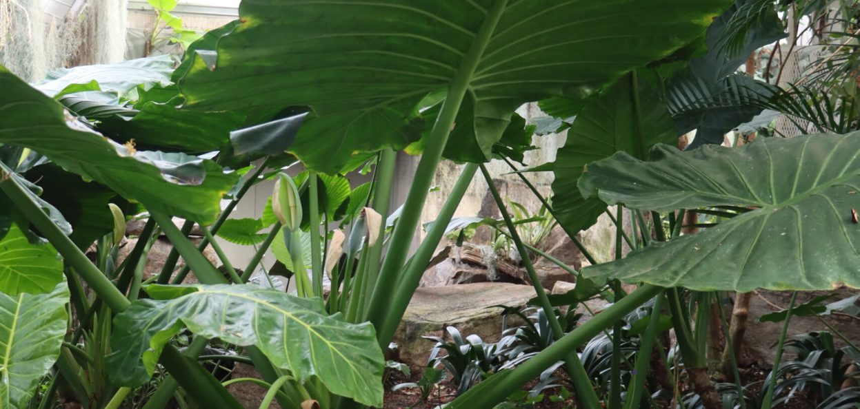 Alocasia macrorrhizos Giant Taro IMG_4280