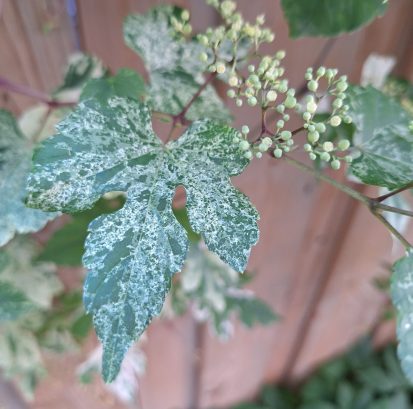 Ampelopsis in a client's garden.