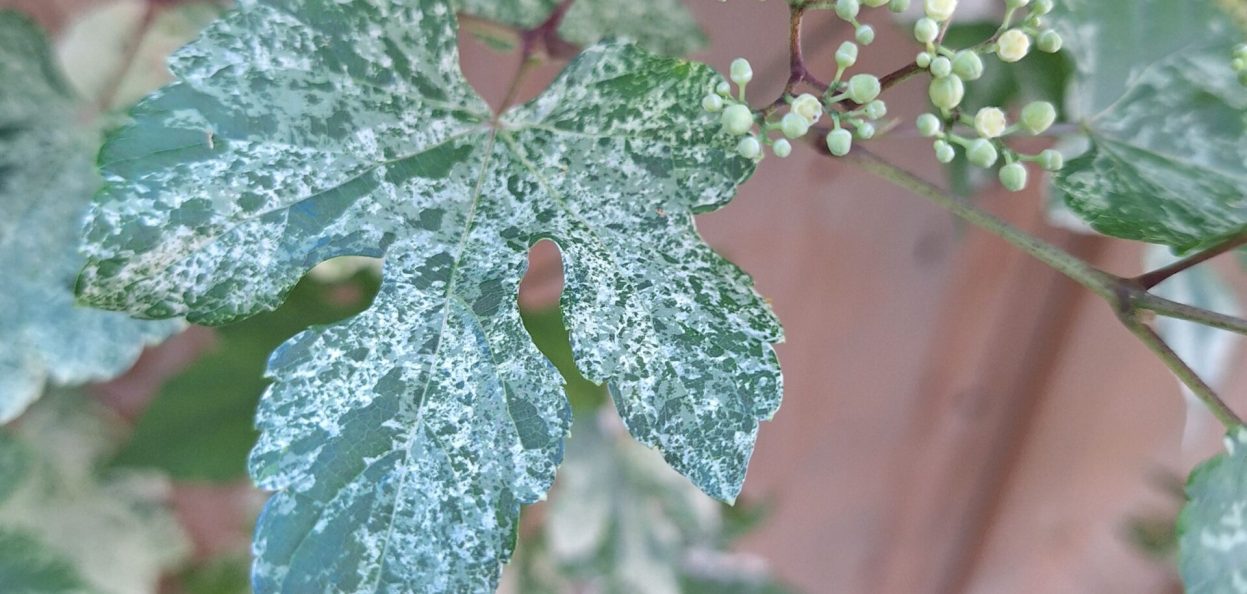 Ampelopsis in a client's garden.