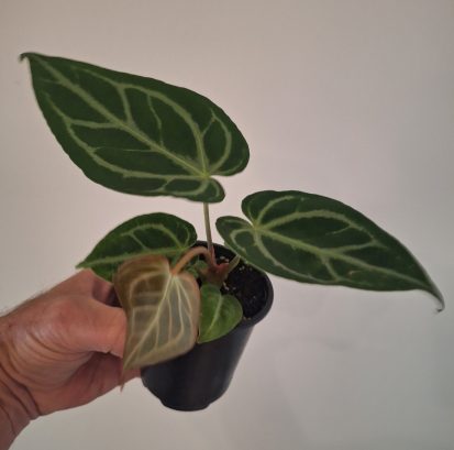 Anthurium crystallinum 20260802_160020