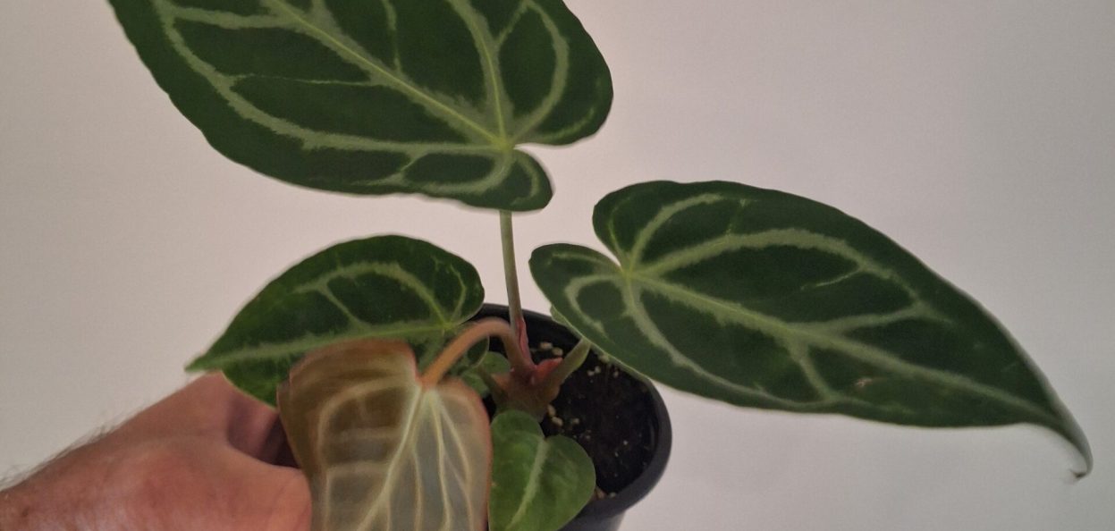 Anthurium crystallinum 20260802_160020