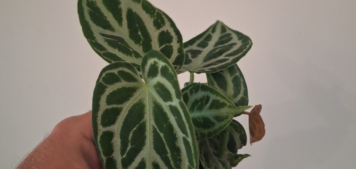 Anthurium crystallinum 'Silver Blush' 20260802_155939