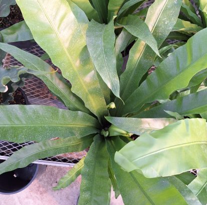 Anthurium hookeri 'Birds Nest' 20250205_101345