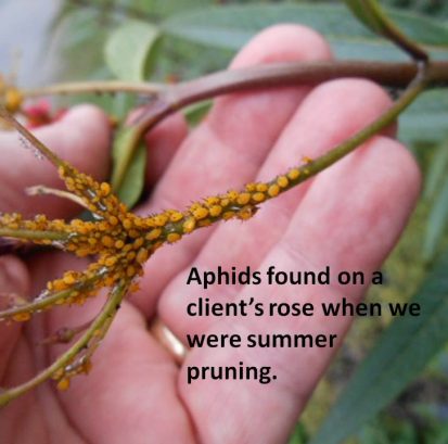 Many species of Aphid over winter on bark. Spraying dormant oil will kill many of the overwintering eggs lessening this type of issue.