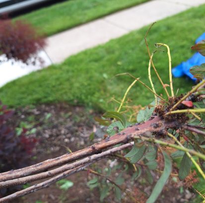 Fasciation on Cotinus coggygria showing flattened ribbon-like stem