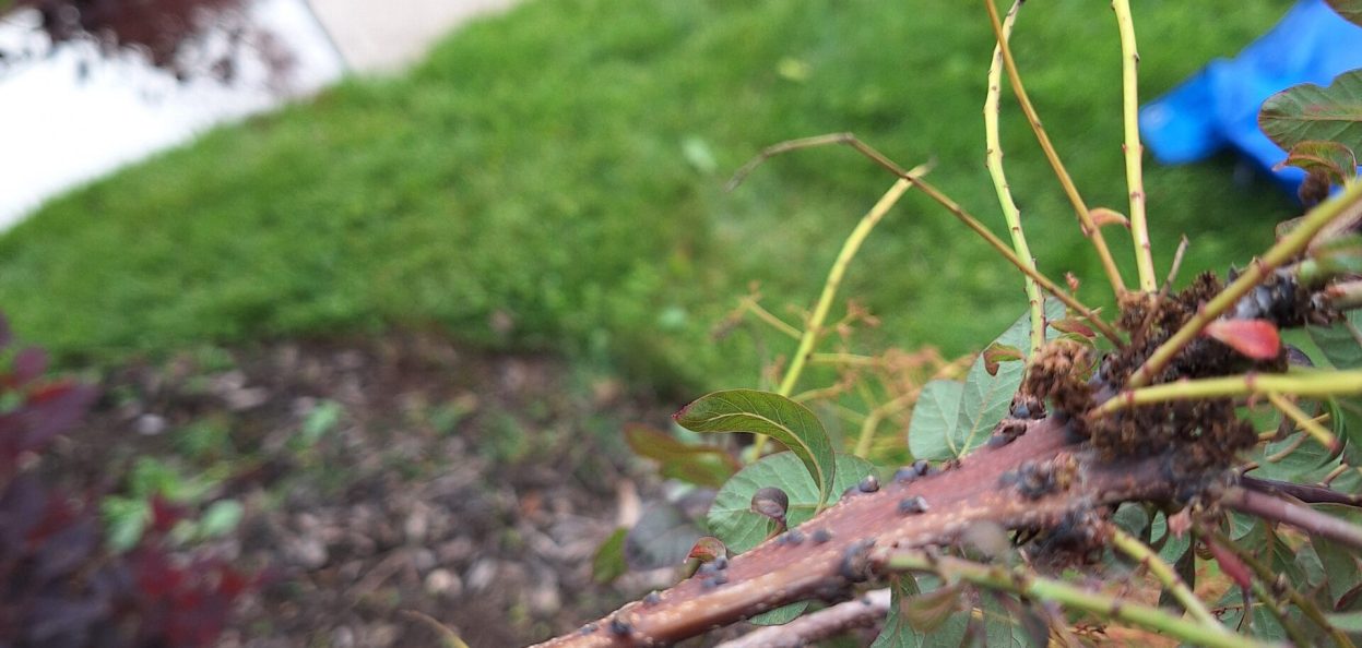 Fasciation on Cotinus coggygria showing flattened ribbon-like stem