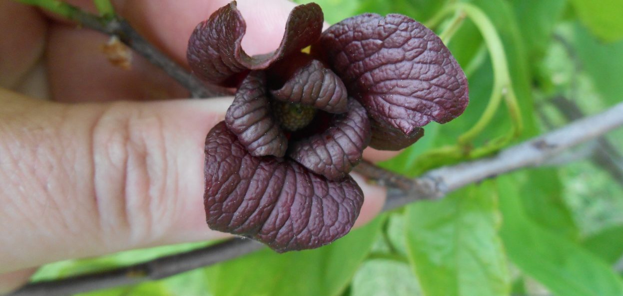 Asimina triloba - Pawpaw - a native plant that adds cot only a colourful flower (and tasty fruit later!) but a unique structure to the garden.