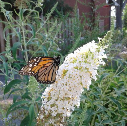 Buddleja davidii