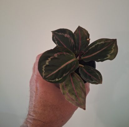 Calathea 'Dottie' - Rose Painted Calathea 20260802_160259