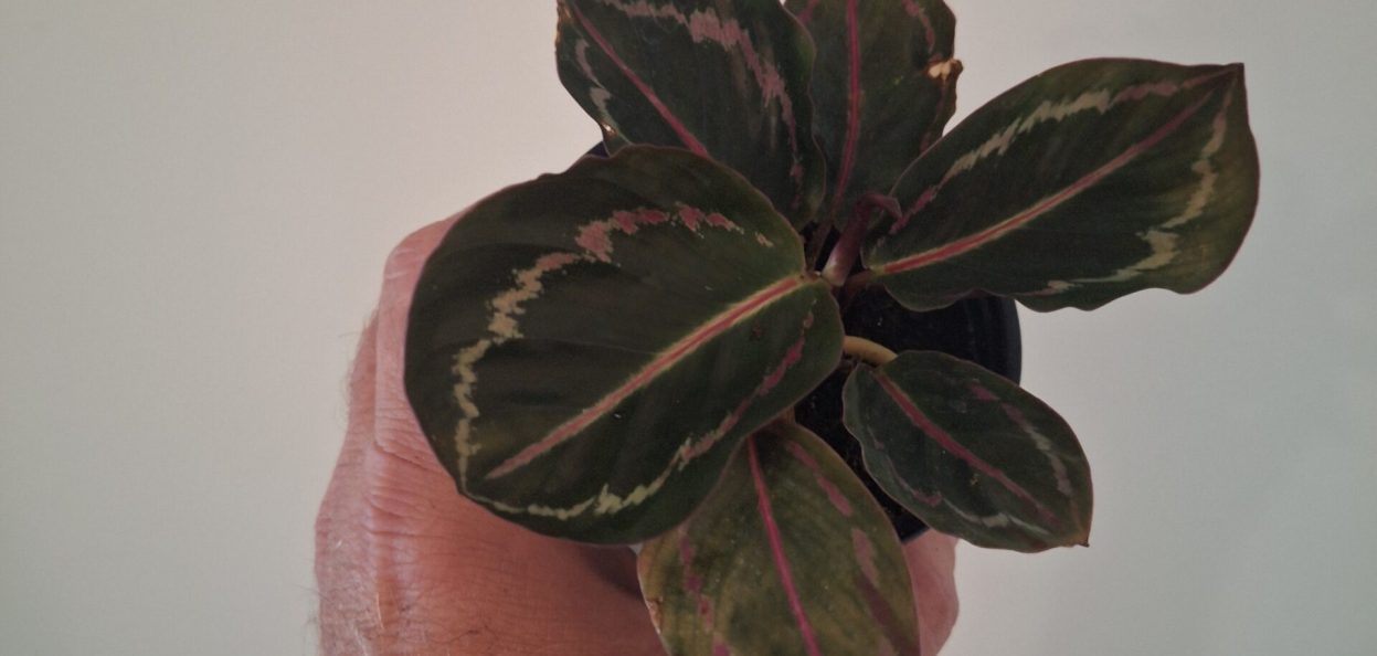 Calathea 'Dottie' - Rose Painted Calathea 20260802_160259